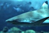 billet Océanopolis à tarif réduit pour l&rsquo;aquarium de Brest : 2 offres