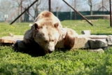 Parc animalier de Pradinas Ségala : code promo réduction billets adulte et enfant