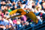 Promo Parc des Oiseaux : billet adulte et enfant à -5€