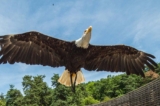 Parc de Courzieu : promo billet zoo moins cher (près de Lyon, Grenoble, Mâcon)