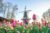 Code promo réduction jardin Keukenhof (festival des tulipes)