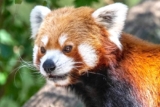 Promo Natur&rsquo;Zoo de Mervent : billet moins cher adulte et enfant