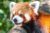 Promo Natur&rsquo;Zoo de Mervent : billet moins cher adulte et enfant
