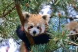 Réduction Zoo de Champrepus : billet moins cher via code promo valide