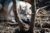 Promo Parc Animalier Ginasservis pas cher : réduction billet zoo