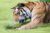Code promo Zoo de Schonbrunn à Vienne : réduction sur le billet coupe-file (pandas !)