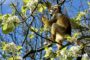 Promo séjour Lodge zoo safari Planete Sauvage