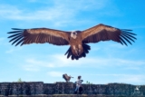Promo Les Aigles des Remparts : spectacle pas cher à Provins