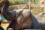 Code promo Terra Natura : double réduction billet du zoo de Benidorm