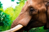 Code Promo Zoo Amnéville : réduction sur tous les billets