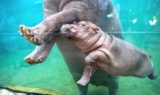 Zoo Beauval : place gratuite pour les 40 ans du parc