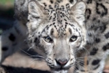 Code promo Zoo de Central Park moins cher (New-York)