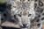 Code promo Zoo de Central Park moins cher (New-York)