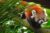 Promo Zoo de Bordeaux Pessac : billet moins cher
