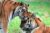 Zoo de Jurques pas cher : billets en promo flash