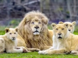 Code promo Lumigny Safari Reserve : réduction zoo Parc des Félins avec ou sans Terre de Singes (et promo séjour !)