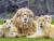 Code promo Lumigny Safari Reserve : réduction zoo Parc des Félins avec ou sans Terre de Singes (et promo séjour !)