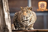 Promo Zoo Refuge La Tanière : billet moins cher et ticket enfant offert