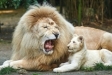 Promo Zoo de la Flèche : vente privée billets avec réduction de -9 €