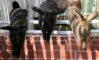 que faire et voir au potager des princes de chantilly : les lapins