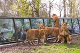 Promo Thoiry : réduction -14€ sur le billet journée Zoo et Safari !