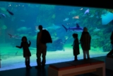 Seaquarium : Billet 4,5€ moins cher, vente flash aquarium du Grau du Roi