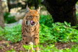 Promo Zoo d&rsquo;Amnéville : 5€ de réduction sur le billet et 2 offres !