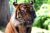 Promo Zoo Maubeuge : réduction billet d’entrée journée jusqu’à -24%