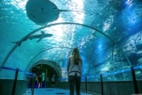Réduction Nausicaa : billets moins chers pour l&rsquo;Aquarium de Boulogne-sur-Mer