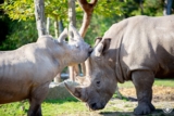Réduction Safari Zoo de Thoiry : -4€ sur les billets, offre famille et -15% séjours