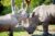 Réduction Safari Zoo de Thoiry : -4€ sur les billets, offre famille et -15% séjours
