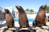 Marineland : réduction de 18€ en vente privée (et promo Aquasplash)