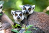 Safari Peaugres : -8€ en vente privée (billet Safari, Zoo et Illuminations Lumières Sauvage inclus)